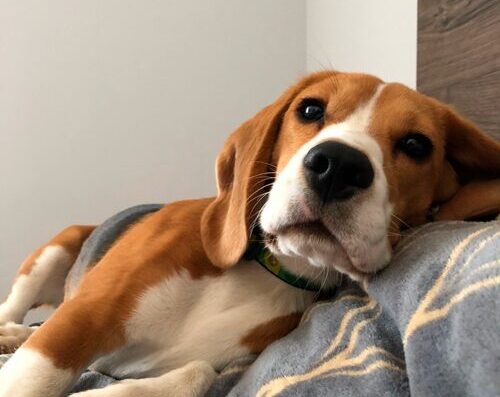 Blessed Babies - розплідник собак породи бігль та вельш коргі пемброк КСУ-FCI