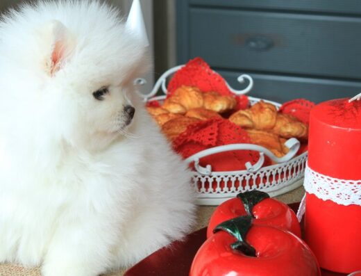 Розплідник “IMPERIAL FAMILY”