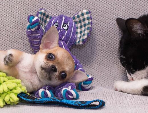 Розплідник Чихуахуа “Subaru Diamonds”