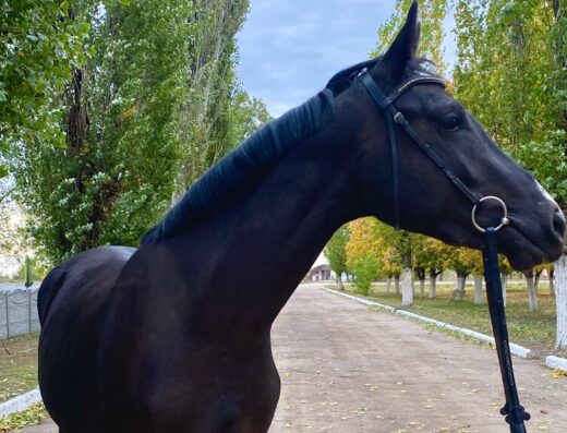 Кінний клуб “Aminesstable”