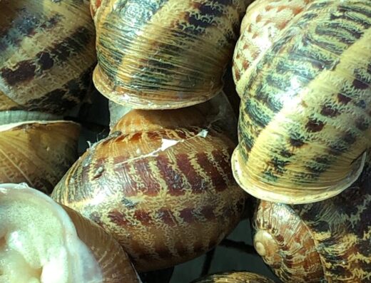 ФГ «Агроравлик» - ферма з вирощування равликів