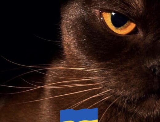 Розплідник Котів Європейської бурми “MAKQUEEN*UA”