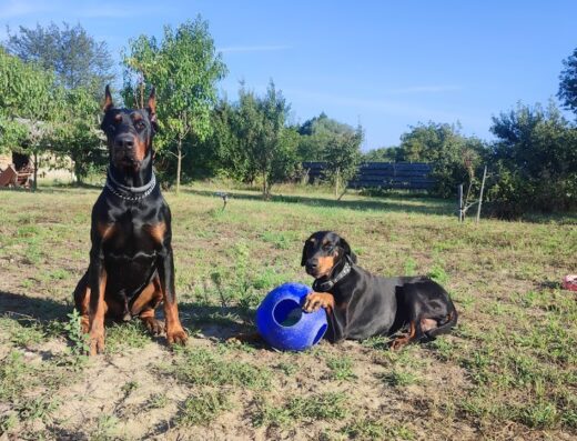 Розплідник “Голден-пак”