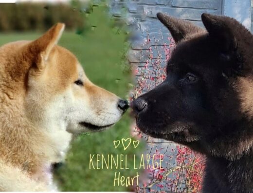 Розплідник американських акіт, шиба іну “Large Heart”