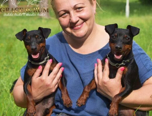 Розплідник “Graceaurum” - цвергпінчер та німецький пінчер