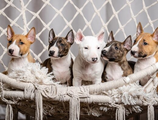 Розплідник німецьких вівчарок і мініатюрних бультер’єрів “RUA ATHA”