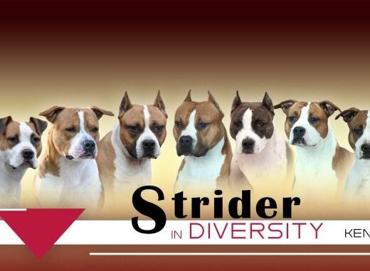 Американський стаффордширський тер’єр| Розплідник “Strider in Diversity kennel”