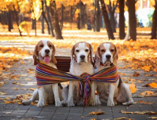 Розплідник біглів “BARSTAIL”