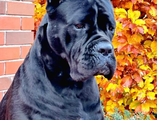 Розплідник кане корсо “Big Invincible Star”