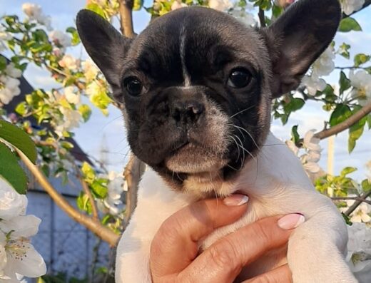 Розплідник собак “EdvinSvet”