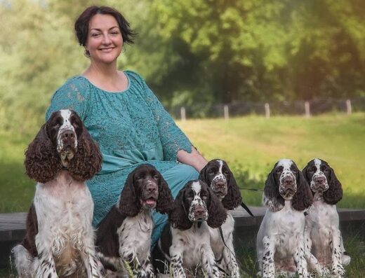 Розплідник англійських спрінгер-спанієлів “Springberryhills”