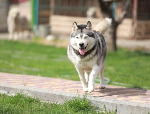 Розплідник собак “Champagne Diamond”. Доставка собак в США