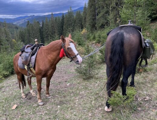 Кінний клуб “Верхи”
