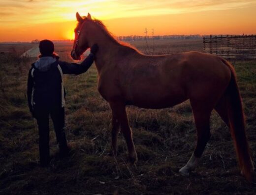 Кінний клуб «Sunrise Horses»