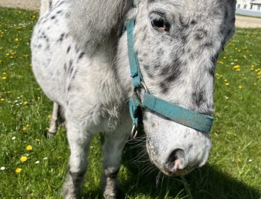 Кінний клуб та ресторан “Wesendorf”