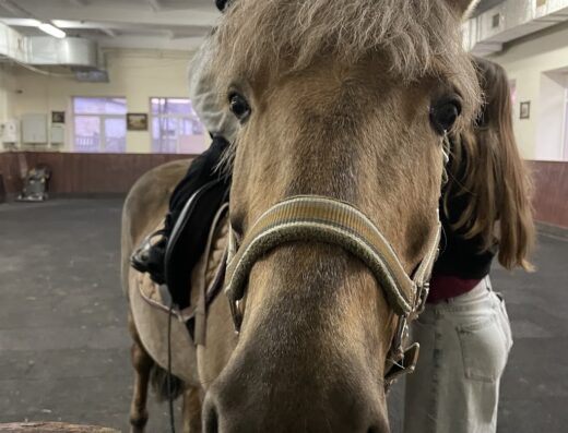 Школа верхової їзди “Поні Клуб”