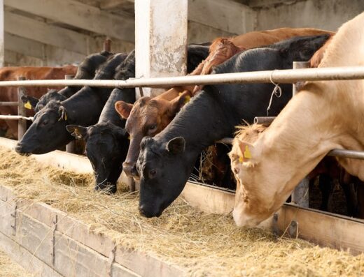 Ферма “Tornado”