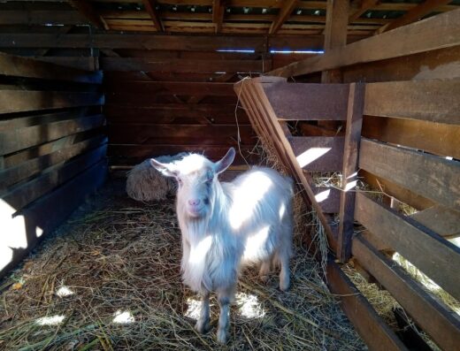 Контактний зоопарк при Поліському Національному Університеті