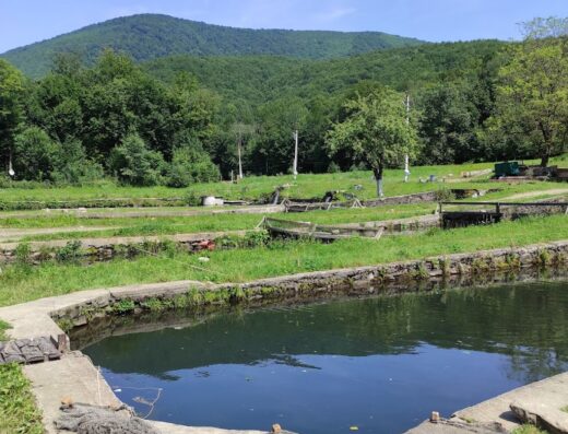 Форелева ферма