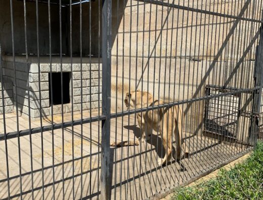 Страус-парк