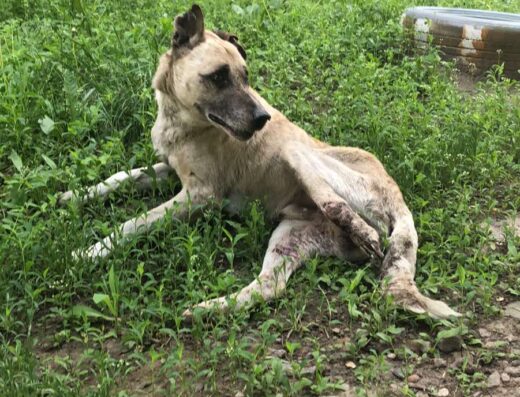 КОМУНАЛЬНЕ ПІДПРИЄМСТВО “ЗООКОНТРОЛЬ”