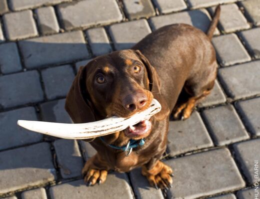 Роги для собак безліч натуральних і корисних речовин “Lucky Dogs”