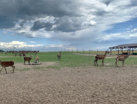 Ферма благородного оленя, Екопарк “АМіЛА”