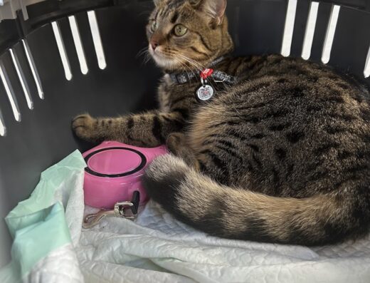 Компанія з перевезення тварин “Петсвояж”