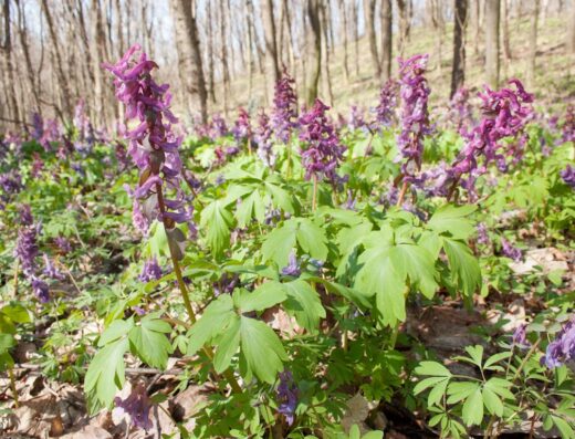 Канівський природний заповідник