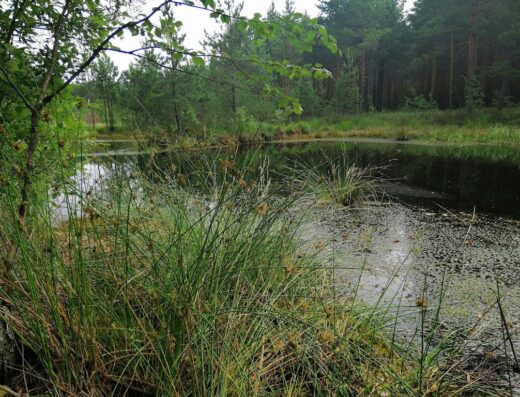 Поліський природний заповідник