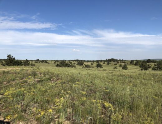 “Дніпровсько-Орільський” природний заповідник