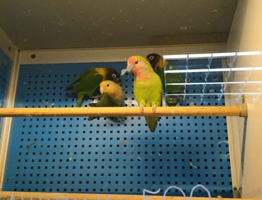 Зоомагазин “Кіт і Пес”