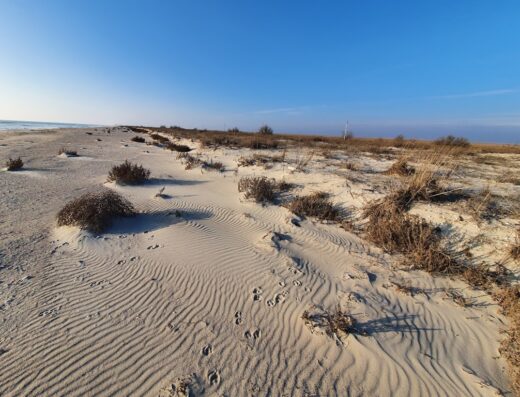 Чорноморський біосферний заповідник