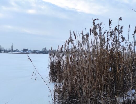 Місце вигулу собак