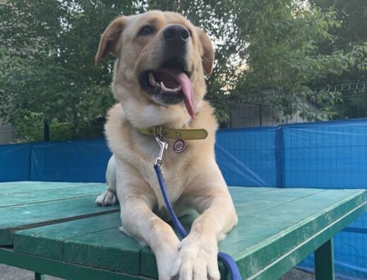 Парк для собак “Острівець вільних та вихованих”