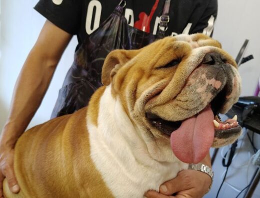 Грумінг Салон Tuttsi Grooming Зоотовари