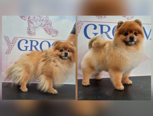 Груминг салон Flygroom, стрижка собак, кошек, выставочная стрижка