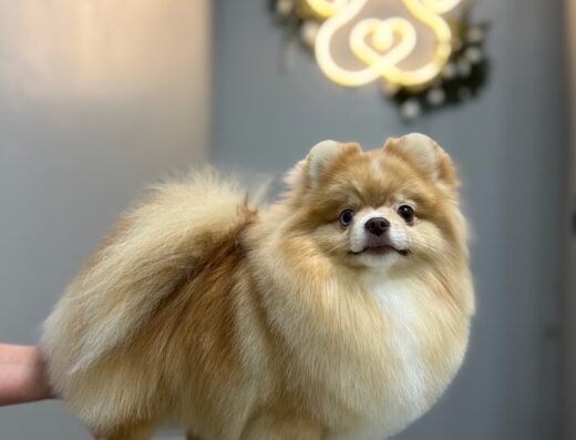 Грумінг салон «Luma Pet Spa»