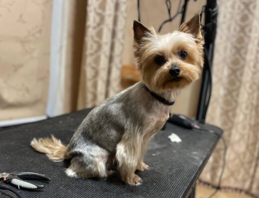 Grooming salon “Gavgona”