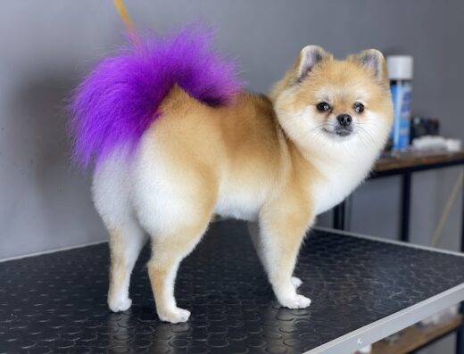 bandit_groomingsalon