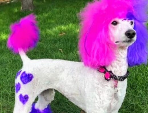 Груминг салон BarberDog, Зоомагазин Зоомир