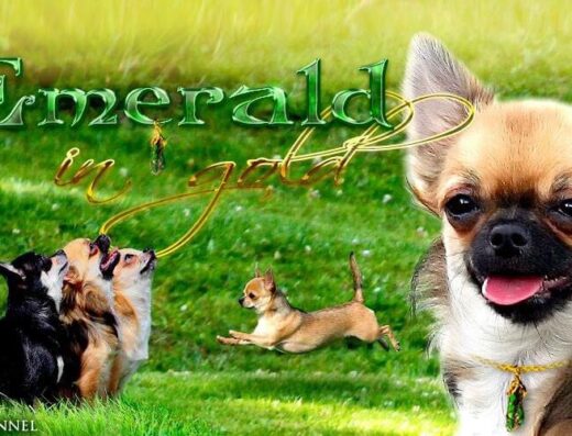 Розплідник чихуахуа “Emerald In Gold”