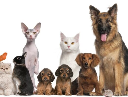 Готель для тварин “Darliss”