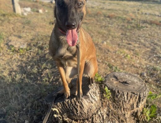 Зооготель «Собача Справа»