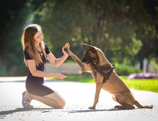 Центр навчання власників собак “SunnyDog”
