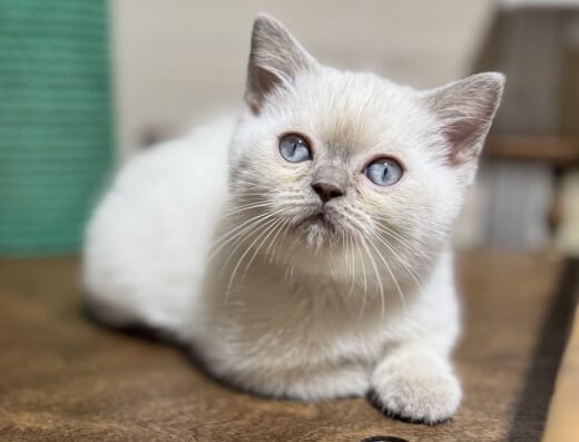 Розплідник BEST PARADISE