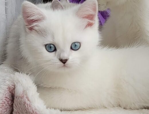 Розплідник британських котів Snow Miracle