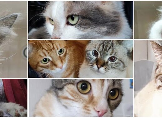 Притулок для тварин “Мяурум”