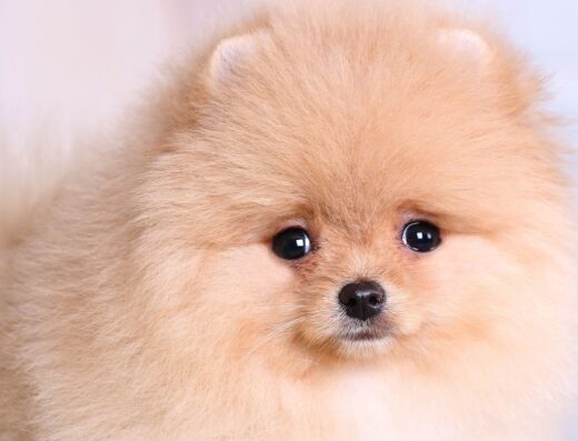 Розплідник “Mon Estelle”