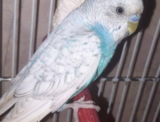 Зоомагазин “Зоосвіт”